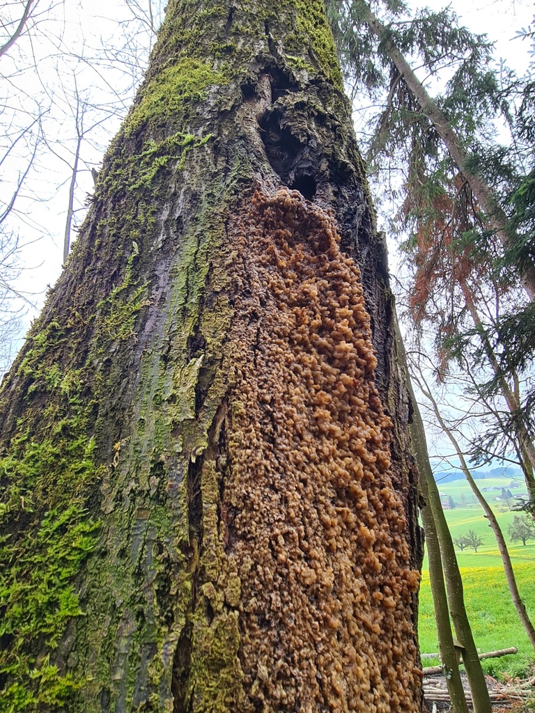 Harz-oder-Pilz_1_1500px.jpg