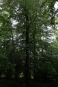 Wasserbuche-4-scaled.jpg