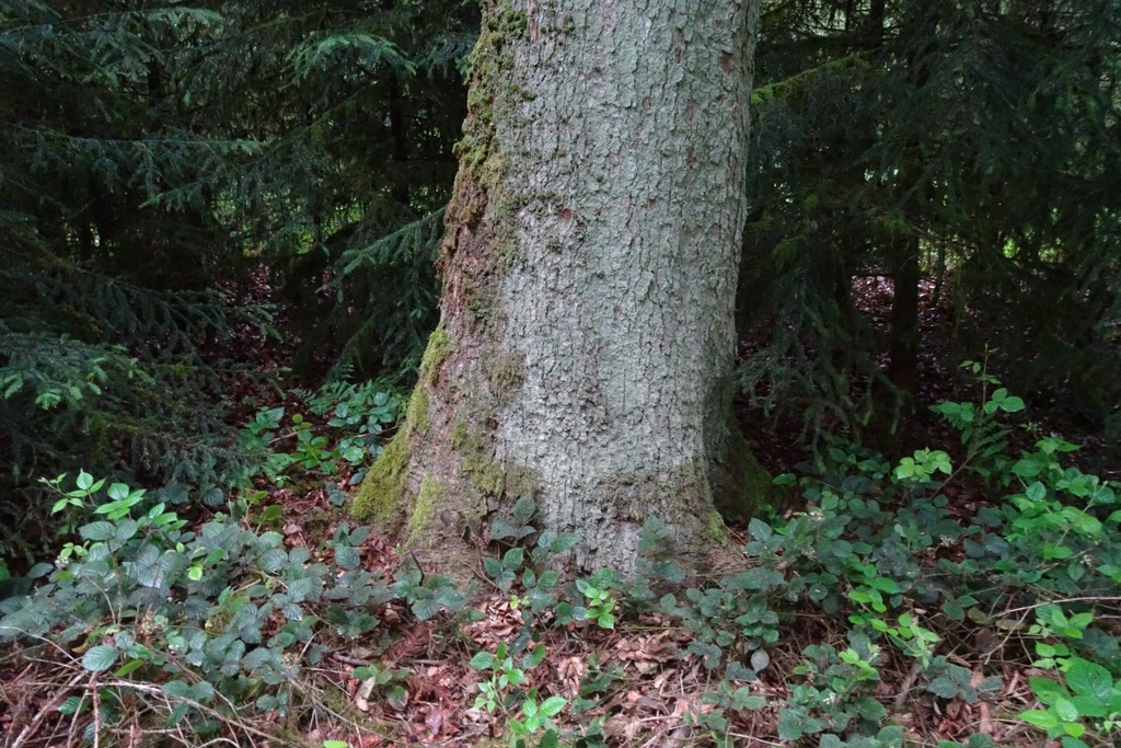 Kopfabtanne-4-scaled.jpg