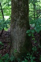 Eichenstrauss-3-scaled.jpg