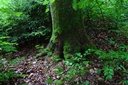 Spechtheim-Buche-7-scaled.jpg