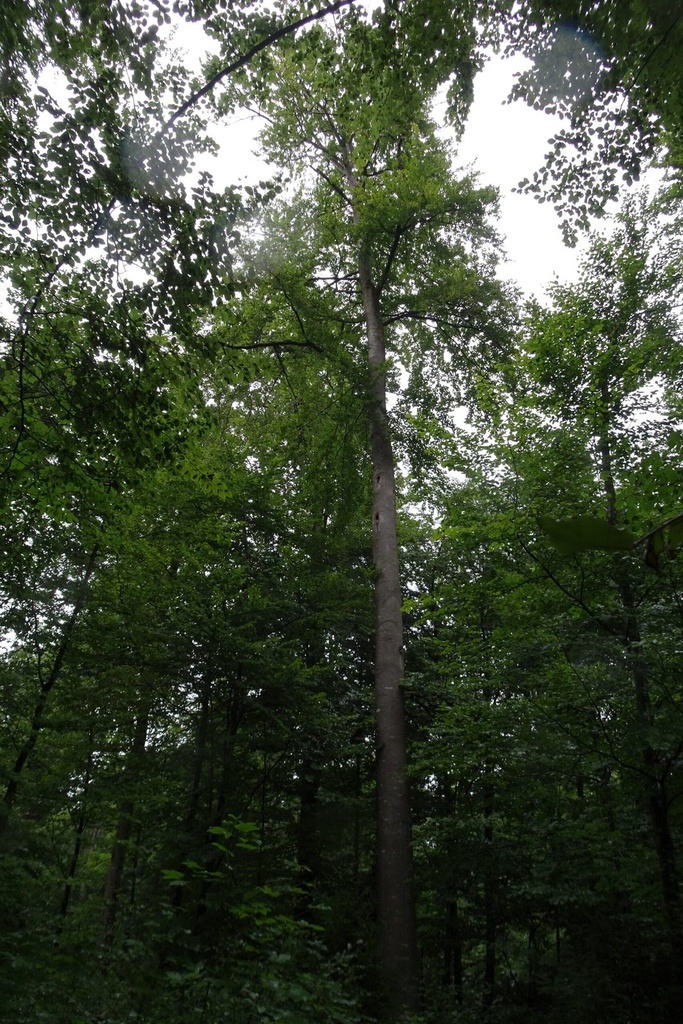 Spechtheim-Buche-6-scaled.jpg