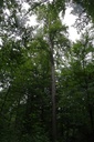 Spechtheim-Buche-6-scaled.jpg