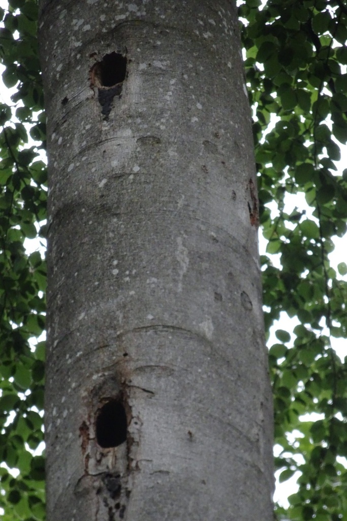 Spechtheim-Buche-2-scaled.jpg
