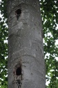 Spechtheim-Buche-2-scaled.jpg
