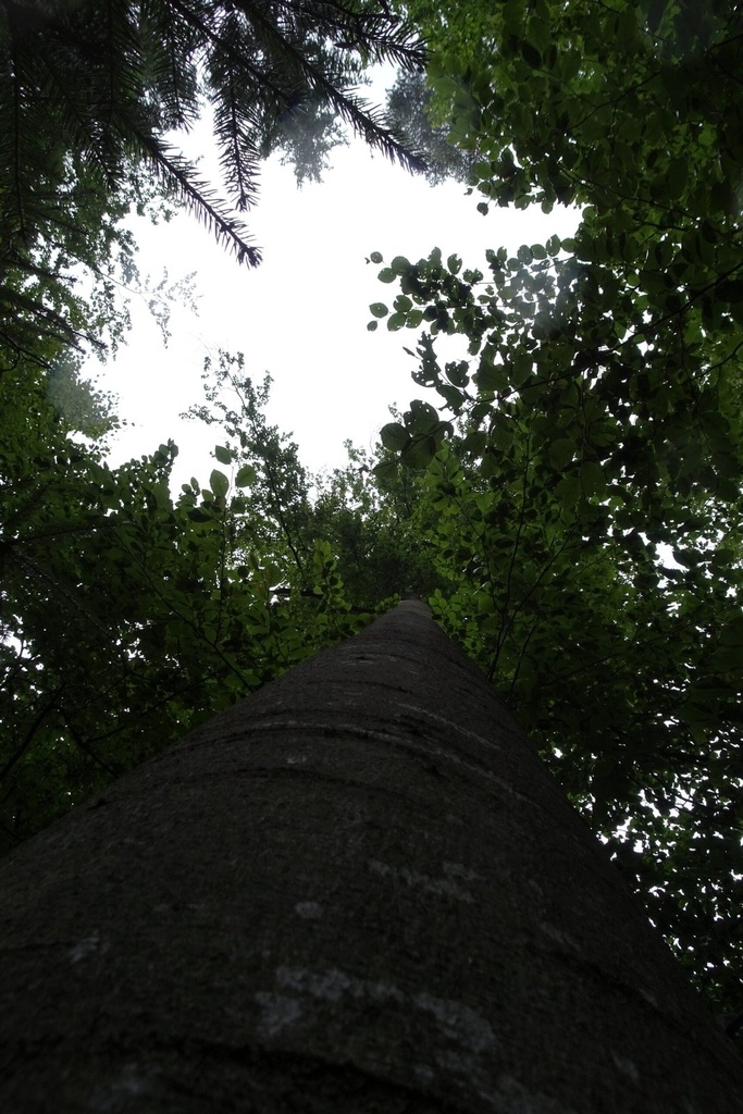 Spechtheim-Buche-1-scaled.jpg