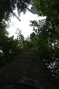 Spechtheim-Buche-1-scaled.jpg
