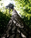 detail_solofoehre_2.jpg