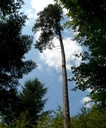 detail_solofoehre_1.jpg
