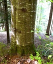 detail_spannerbuche_2.jpg