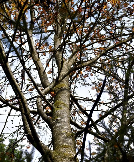 detail_138_1.jpg