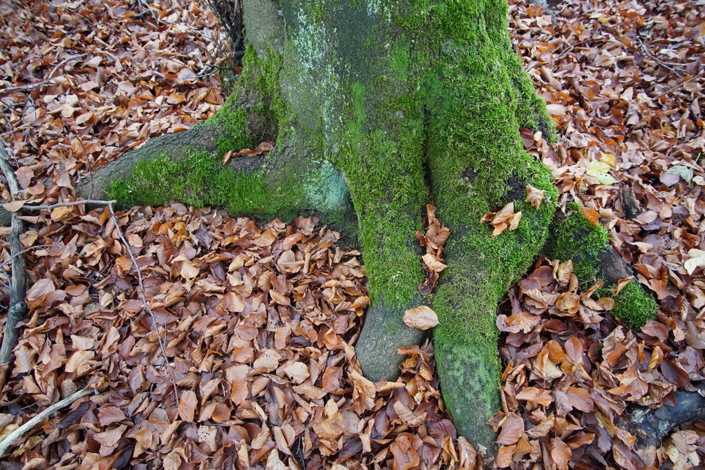 DSC00095-scaled.jpg