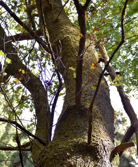 detail_141_2.jpg
