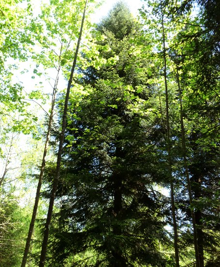 detail_wetter-tanne_1.jpg
