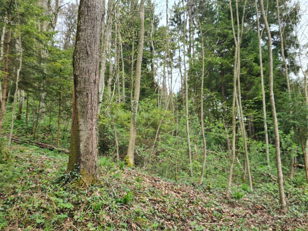 Harz-oder-Pilz_5_1500px.jpg