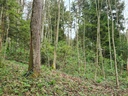 Harz-oder-Pilz_5_1500px.jpg
