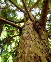 detail_schuetzling_2.jpg