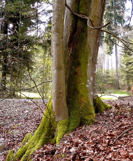 detail_riss-buche_2.jpg