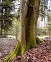 detail_riss-buche_2.jpg
