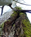 detail_riss-buche_3.jpg