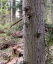 detail_tobel-tanne_2.jpg