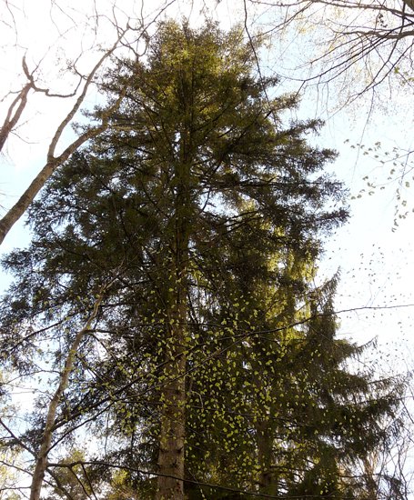 detail_tobel-tanne_1.jpg