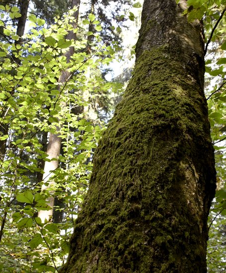 detail_142_2.jpg
