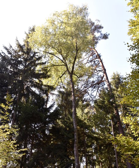 detail_136_1.jpg