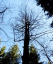 detail_236_1.jpg