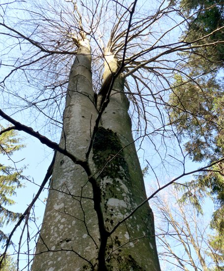 detail_235_1.jpg