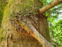 Junior-der-4_1_1500px.jpg