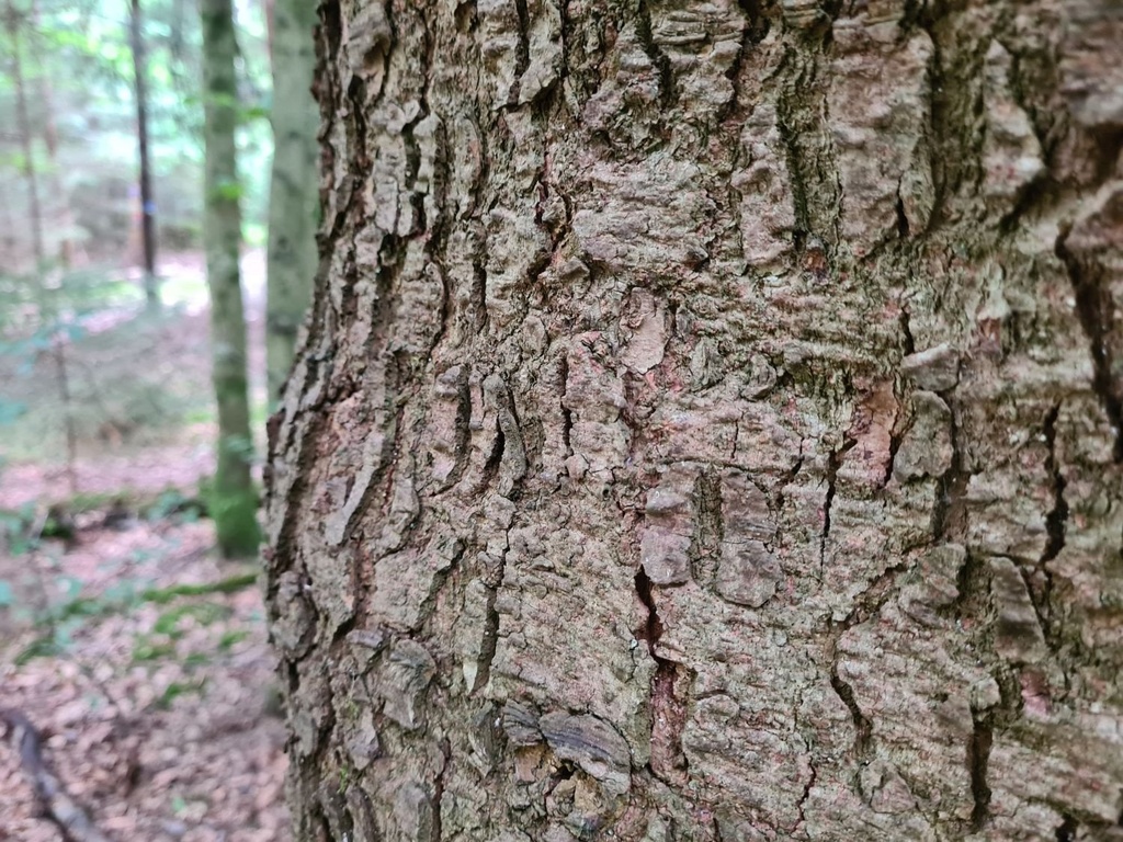 Stuetze-der-4_5_1500px.jpg