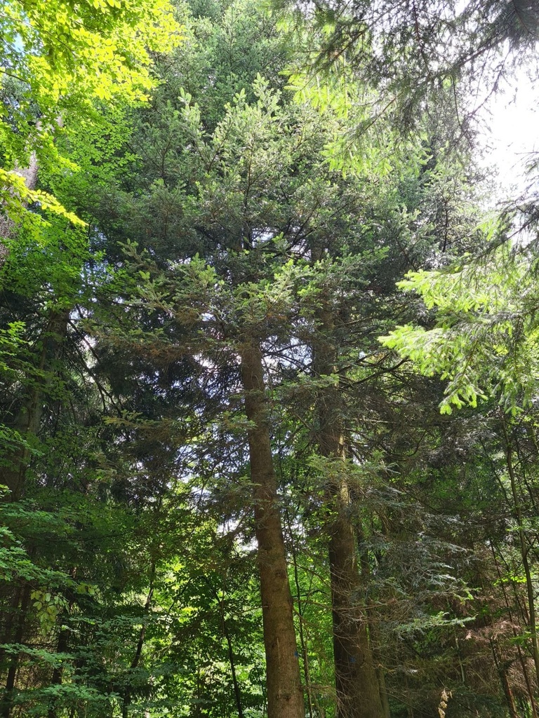 Junior-der-4_6_1500px.jpg