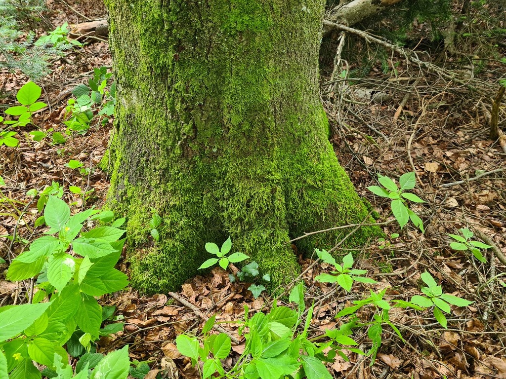 Kaempfernatur_2_Easy-Resize.com_.jpg