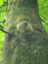 Kaempfernatur_3_Easy-Resize.com_.jpg