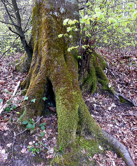 detail_drei-freunde-buche_2.jpg