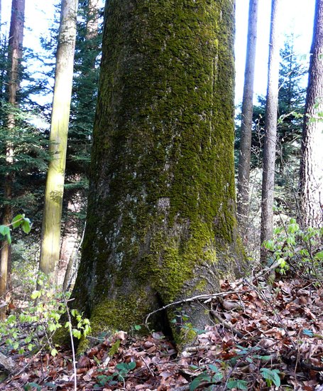 detail_hammer-buche_2.jpg