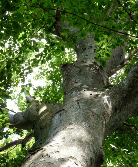 detail_101_2.jpg