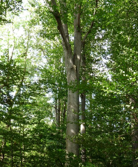 detail_101_1.jpg