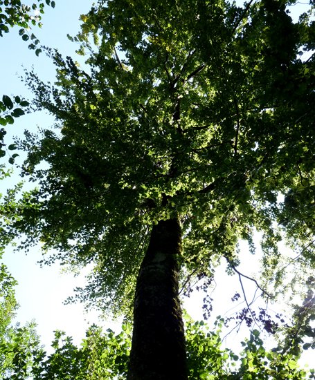 detail_99_1.jpg