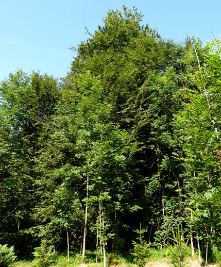 detail_94_1.jpg