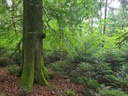 Faustdick_5_Easy-Resize.com_.jpg