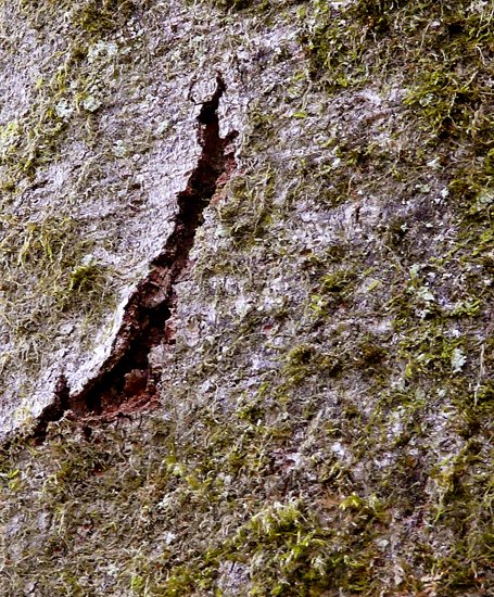 detail_obelix-buche_3.jpg