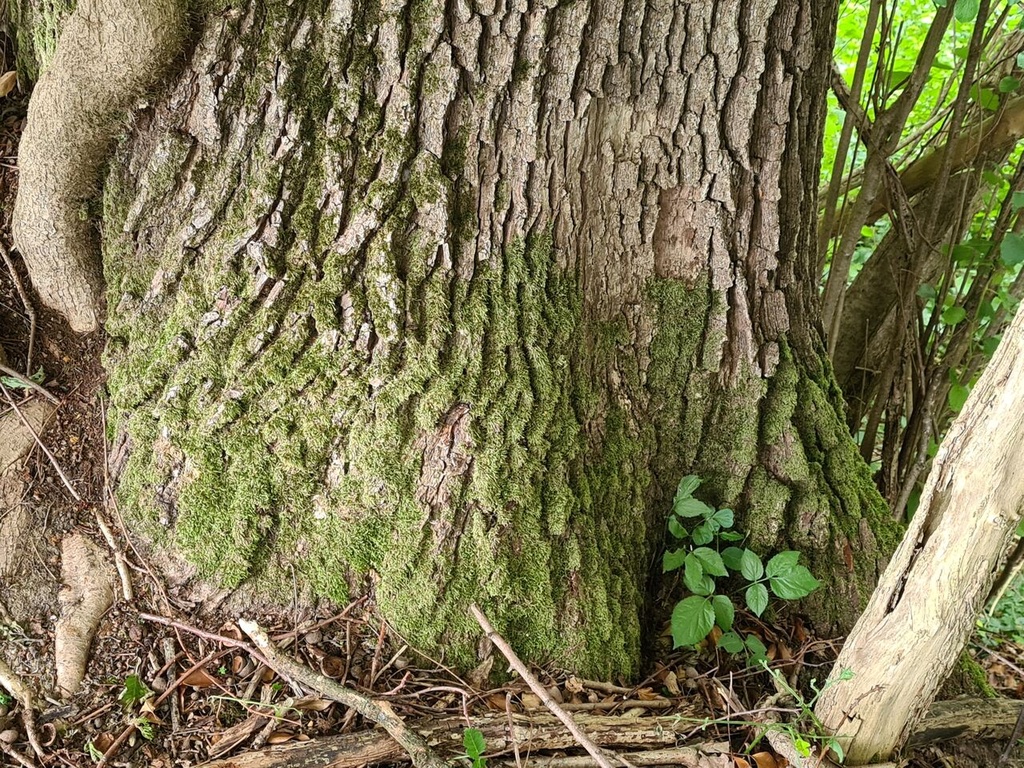 Filigran-Eiche_4_Easy-Resize.com_.jpg
