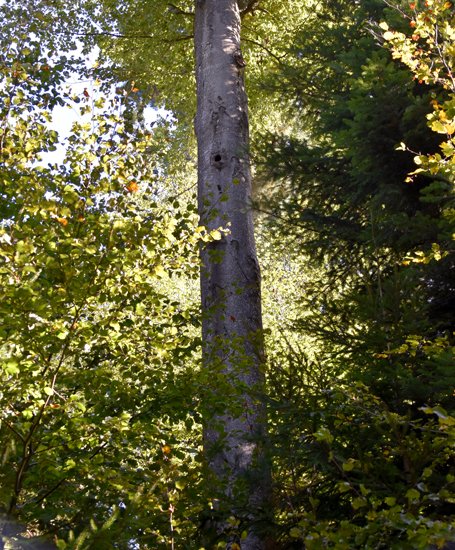 detail_131_2.jpg