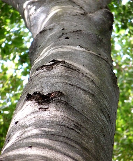 detail_103_2.jpg