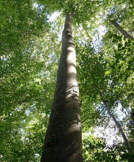 detail_103_1.jpg