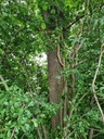 Filigran-Eiche_6_Easy-Resize.com_.jpg