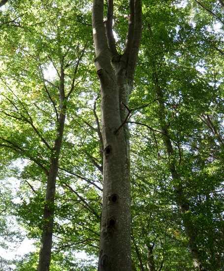 detail_102_1.jpg