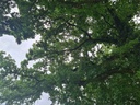 Mehrgenerationen-Eiche_6_Easy-Resize.com_.jpg
